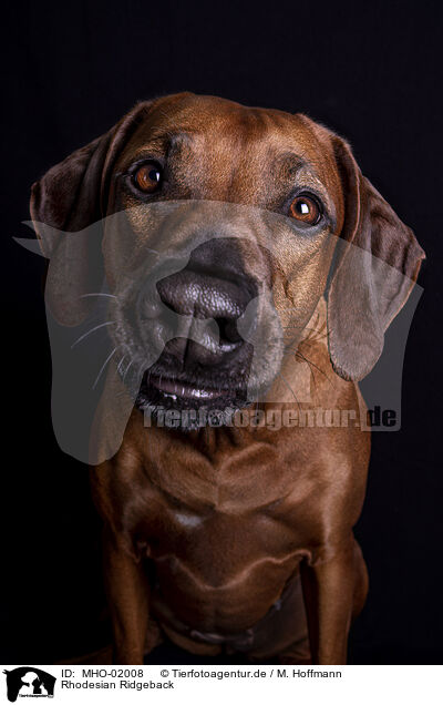 Rhodesian Ridgeback / Rhodesian Ridgeback / MHO-02008