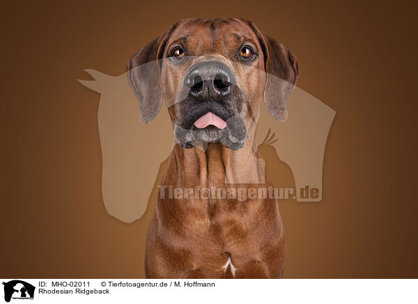 Rhodesian Ridgeback / Rhodesian Ridgeback / MHO-02011