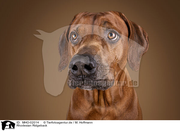 Rhodesian Ridgeback / Rhodesian Ridgeback / MHO-02014
