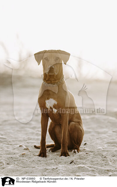 Rhodesian Ridgeback Hndin / female Rhodesian Ridgeback / NP-03860