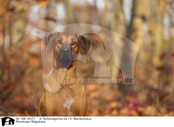 Rhodesian Ridgeback / Rhodesian Ridgeback / KB-19377
