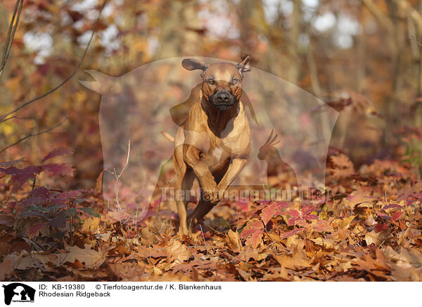 Rhodesian Ridgeback / Rhodesian Ridgeback / KB-19380