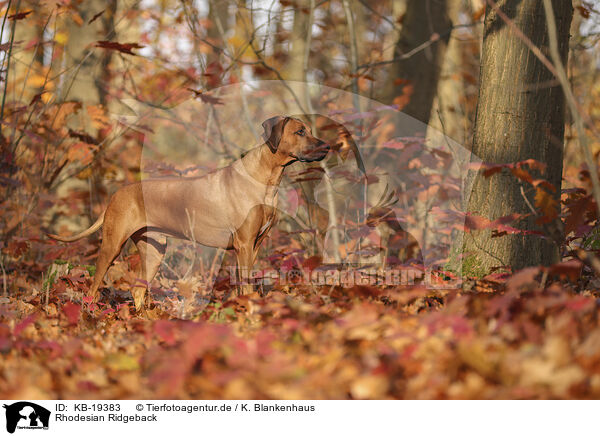 Rhodesian Ridgeback / Rhodesian Ridgeback / KB-19383