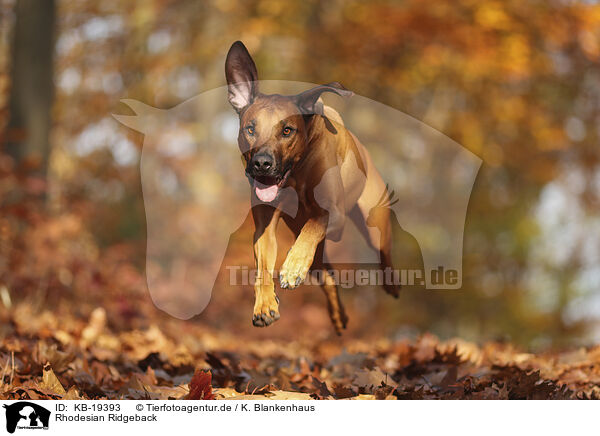 Rhodesian Ridgeback / Rhodesian Ridgeback / KB-19393
