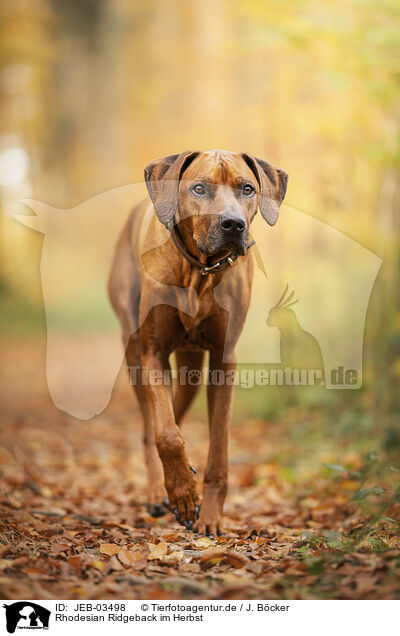 Rhodesian Ridgeback im Herbst / Rhodesian Ridgeback / JEB-03498