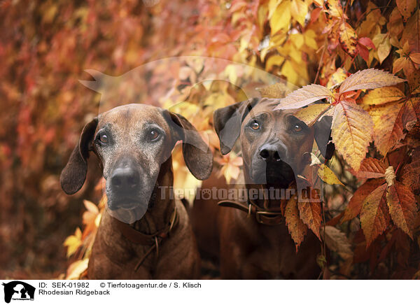 Rhodesian Ridgeback / Rhodesian Ridgeback / SEK-01982