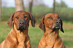 Rhodesian Ridgeback Portraits