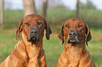 Rhodesian Ridgeback Portraits