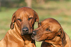 Rhodesian Ridgeback Portraits