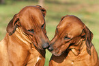 Rhodesian Ridgeback Portraits