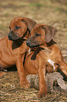 Rhodesian Ridgeback Welpe