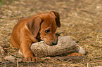 Rhodesian Ridgeback Welpe