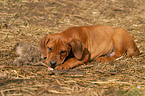 Rhodesian Ridgeback Welpe