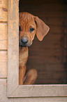 Rhodesian Ridgeback Welpe