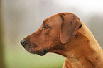 Rhodesian Ridgeback im Portrait