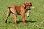 Rhodesian Ridgeback Welpe