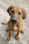 Rhodesian Ridgeback Welpe