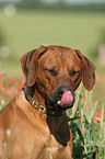 Rhodesian Ridgeback Portrait