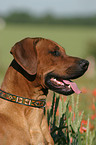 Rhodesian Ridgeback Portrait