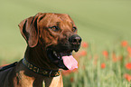 Rhodesian Ridgeback Portrait