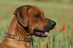 Rhodesian Ridgeback Portrait