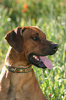 Rhodesian Ridgeback Portrait