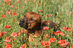 stehender Rhodesian Ridgeback