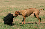 Rhodesian Ridgeback und Havaneser