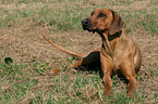 liegender Rhodesian Ridgeback