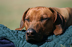 Rhodesian Ridgeback Portrait