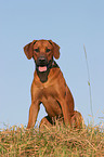 sitzender Rhodesian Ridgeback