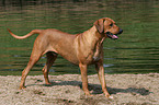 stehender Rhodesian Ridgeback