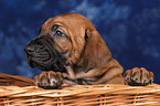 Rhodesian Ridgeback Welpe Portrait