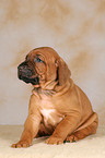 sitzender Ridgeback Welpe