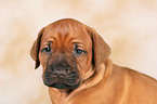 Rhodesian Ridgeback Welpe Portrait