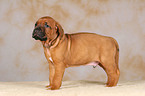 stehender Rhodesian Ridgeback Welpe