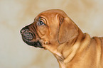 Rhodesian Ridgeback Welpe Portrait