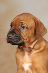 Rhodesian Ridgeback Welpe Portrait