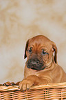 Rhodesian Ridgeback Welpe im Krbchen