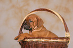 Rhodesian Ridgeback Welpe im Krbchen