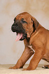 ghnender Rhodesian Ridgeback Welpe