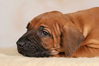 Rhodesian Ridgeback Welpe