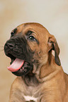 Rhodesian Ridgeback Welpe Portrait