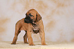 Rhodesian Ridgeback Welpe