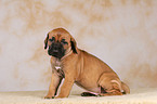 sitzender Rhodesian Ridgeback Welpe