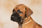 Rhodesian Ridgeback Welpe Portrait