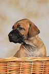 Rhodesian Ridgeback Welpe im Krbchen