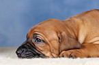 Rhodesian Ridgeback Welpe