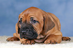 Rhodesian Ridgeback Welpe