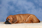 Rhodesian Ridgeback Welpe